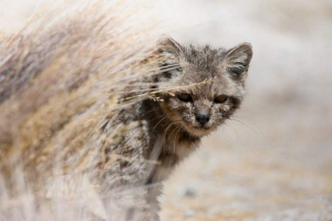 Anda cat - несподівано рідкісна мура Anda cat - несподівано рідкісна мура